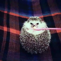 Un hérisson mange un morceau de pomme