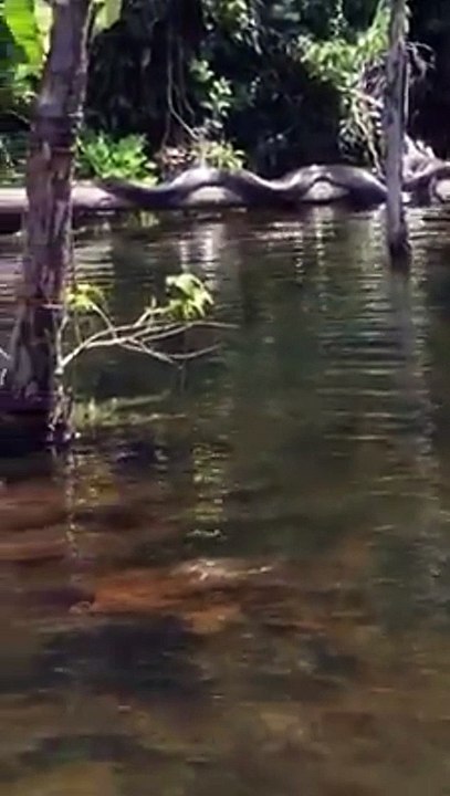 Horror snake dont see it alone