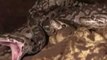 New Research Finds Cold-Blooded Pythons Make Caring Mothers