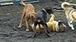 Dishonest fight of Asian dogs bite Doberman Bordos and Timka-Vimka one against all