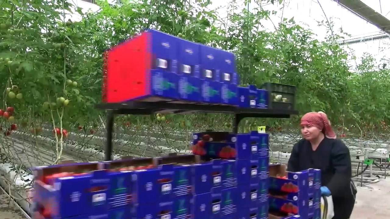 Topraksız seradan Rusya'ya domates ihracatı - AYDIN