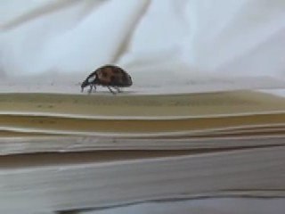 "Grains de beautés" de Frédéric Clément : La Morose