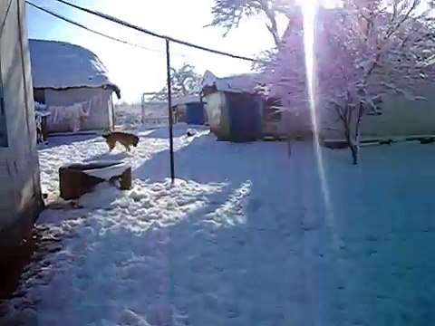 Central Asian Shepherd eats raw potatoes winter games with a big dog fun interesting and unforgettable