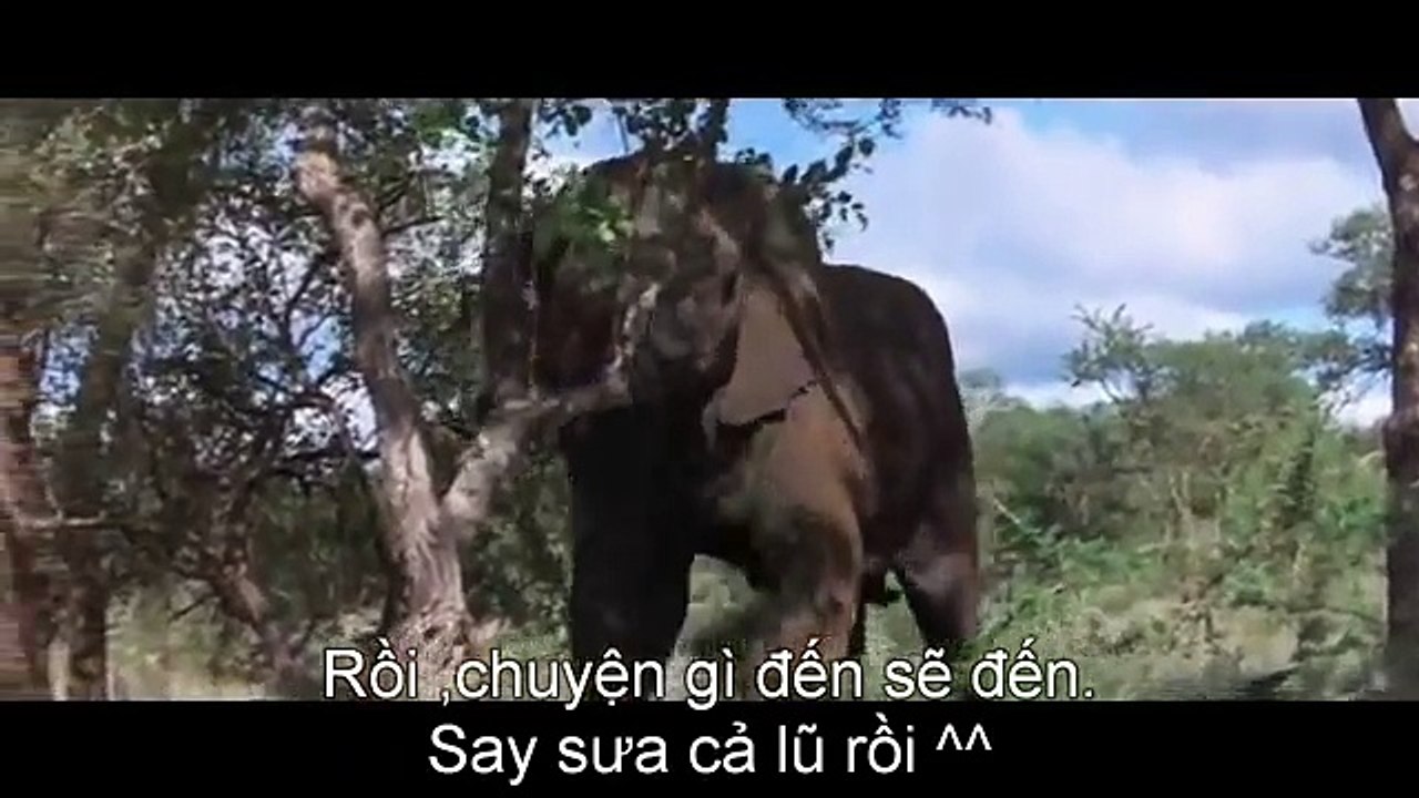 How 's animals drunk