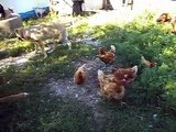 Fearless and restless Doberman chases chickens and suffers defeat from chicken Doberman VS Chicken
