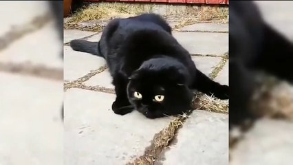 FUN CHALLENGE Try Not To Laugh or Smile 1 Minute The Funny Cat Videos Ever