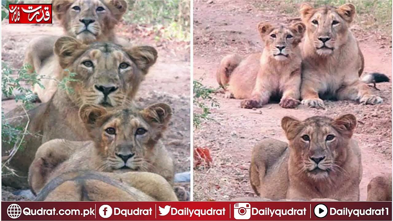 The family of Loin lovers to Snap  pictures