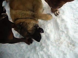 Asian Mamai again that that eats. Doberman Tarzan in perplexity to look to the end, beautiful dogs