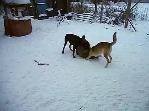 Doberman VS Central Asian Shepherd Dog, Doberman hyperactivity, dog fights interesting and funny