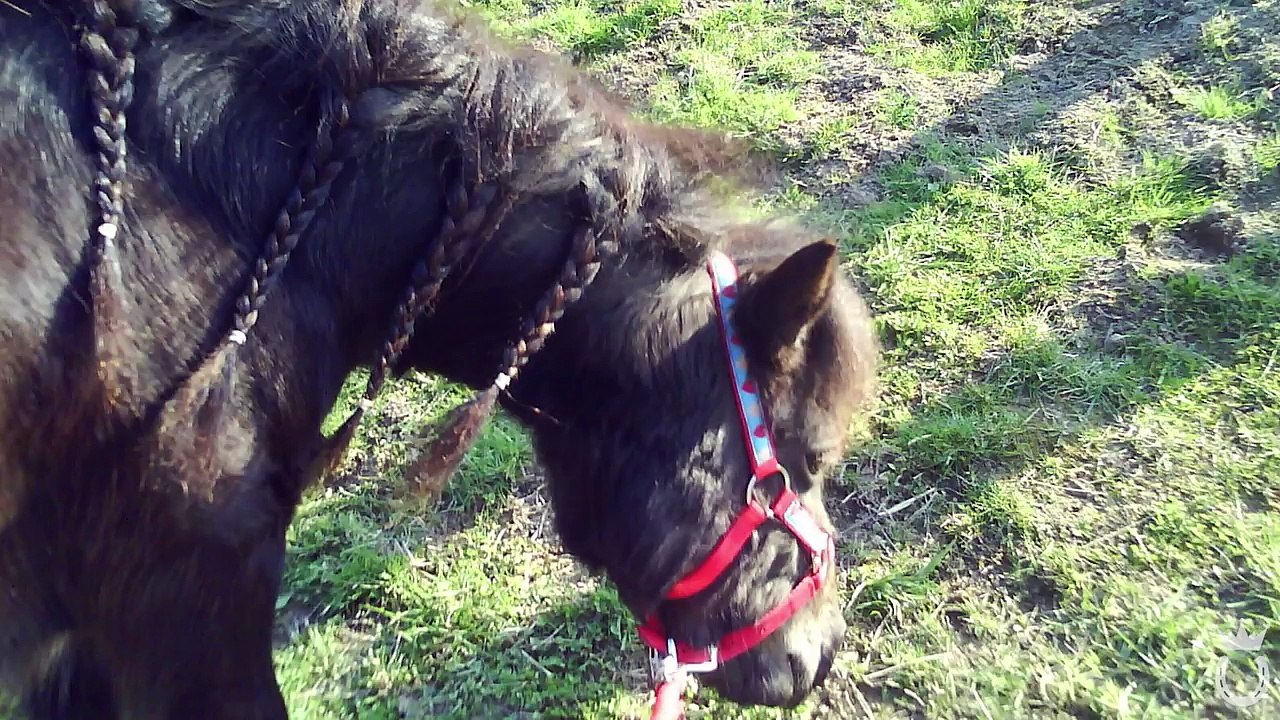 Was passiert mit Smarty..? | Marina und die Ponys