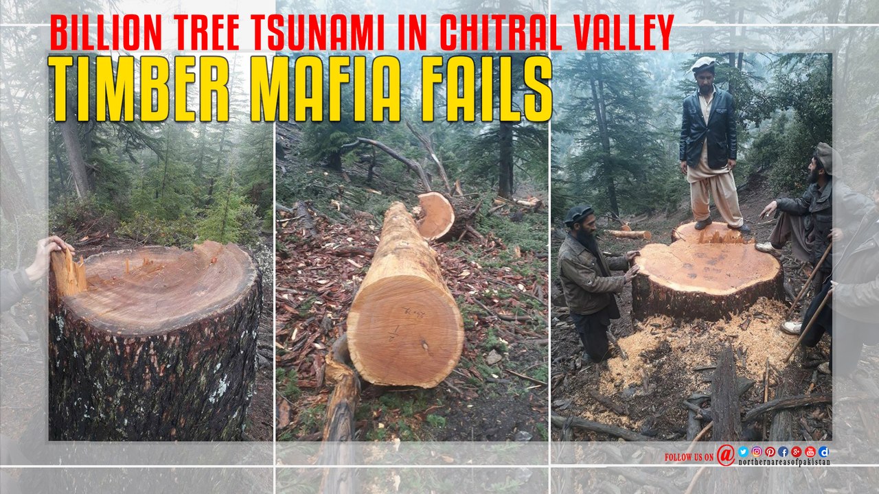 Timber Mafia Fails Billion Tree Tsunami In Chit...