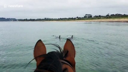 Horse goes swimming with dolphins in Australia