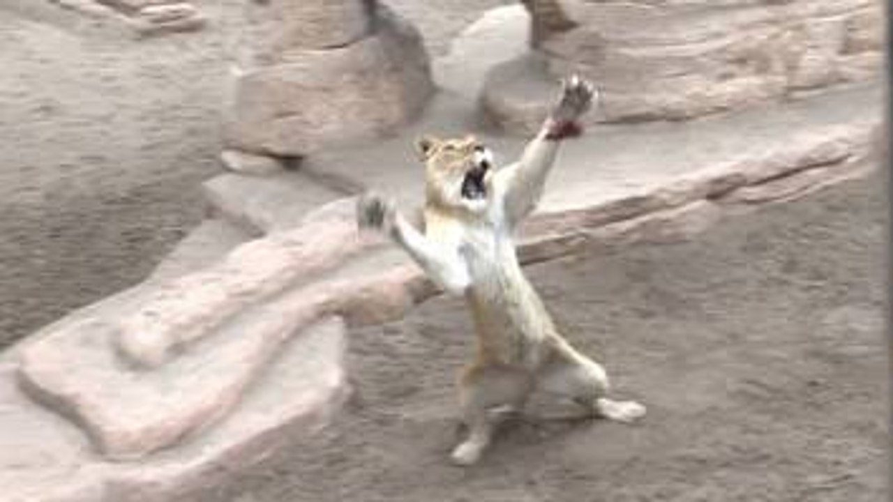 Small Dog is Saving Three Tiger Cubs from a Wolf. Worth video