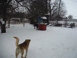 Dog shows protection qualities, beautiful snow-white winter, big snowman and big dogs