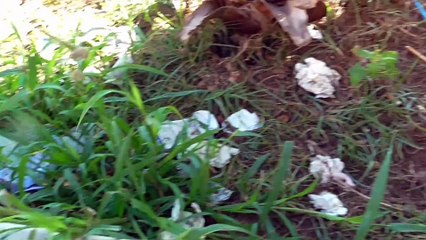 AIUTO CAGNOLINO RANDAGIO A TRAPANI OTTOBRE 2014