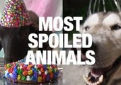The World's Most Spoiled Animals