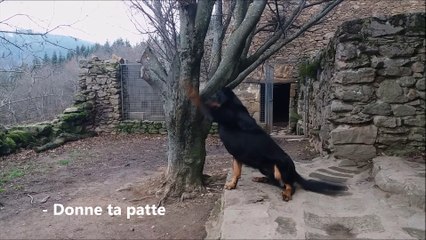 Jaeger, le chien star de Pélussin