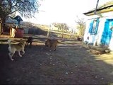 Doberman VS Bordeaux mastiff VS Central asian shepherd dog interesting fun happily