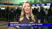 United Airlines Mistakenly Sends Dog to Japan Instead of Kansas