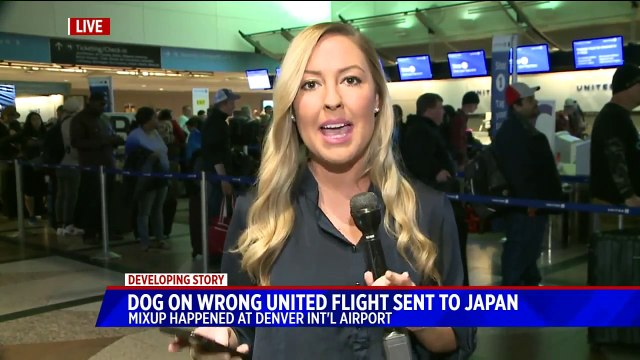 United Airlines Mistakenly Sends Dog to Japan Instead of Kansas