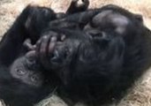 Cincinnati Zoo's Mother-Daughter Bonobos Bond by Tickling and Play Biting