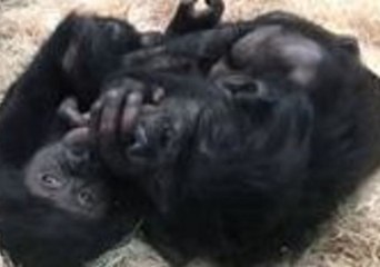 Cincinnati Zoo's Mother-Daughter Bonobos Bond by Tickling and Play Biting