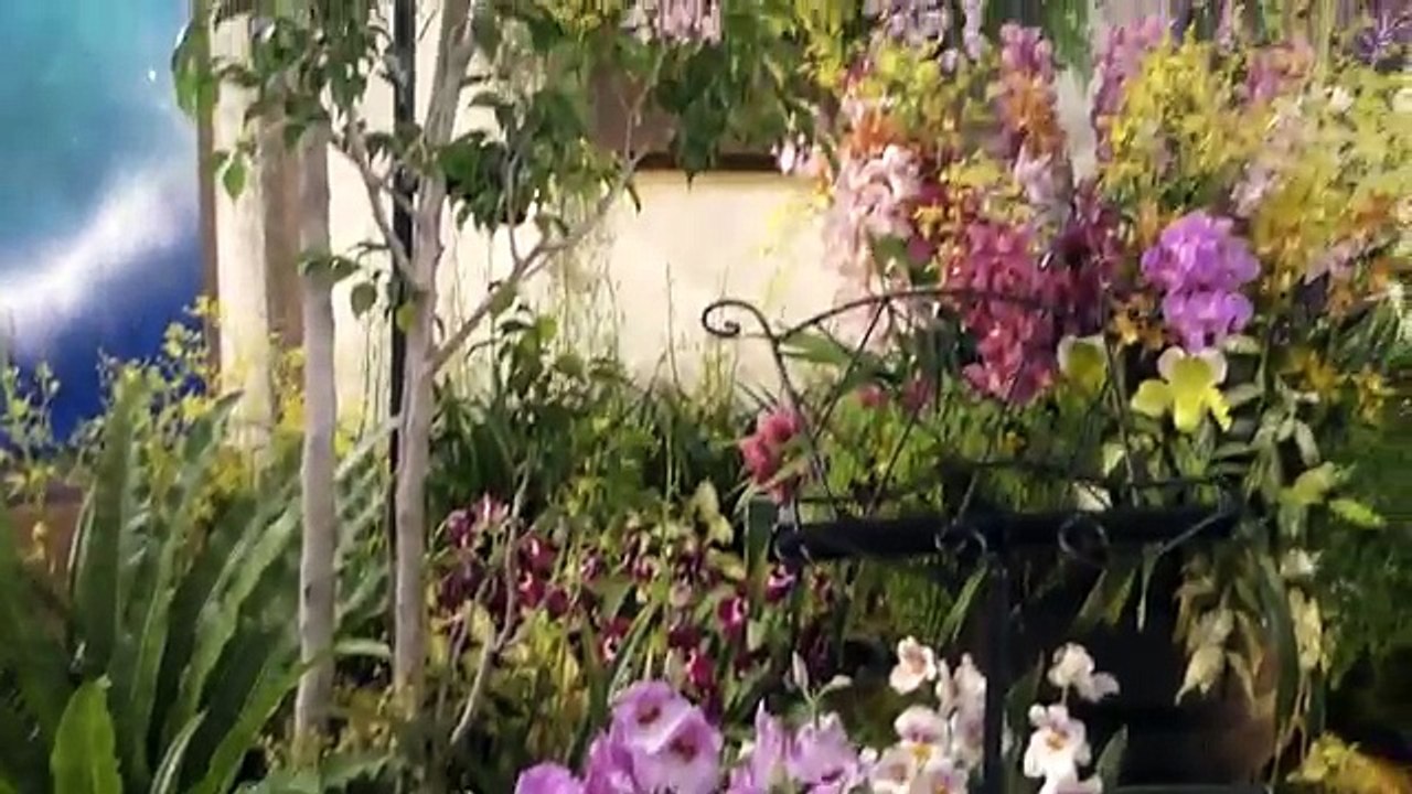 Next Door 春の庭へようこそ　向山蘭園　世界らん展 日本大賞2018へ行って来ました♪　00381