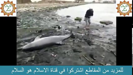شاب بطل و شجاع ينقذ دلفين من ؟؟؟ في آخر لحظه