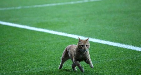 UEFA, Beşiktaş'ı Disiplin Kuruluna Sevk Etti