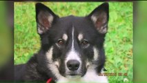 Family Searching for Missing Dog After Car Accident