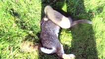 Reynolds rabbit control ferreting with richard