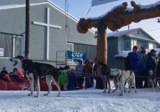 Iditarod Dog Team Barks, Howls After Fourth-Place Finish