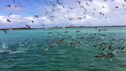 Blue Footed Flock Fishing