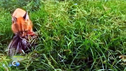 Wild cats and wild dogs the most exciting scenes जंगली बिल्लियों और जंगली कुत्तों को सबसे रोमांचक दृश्य