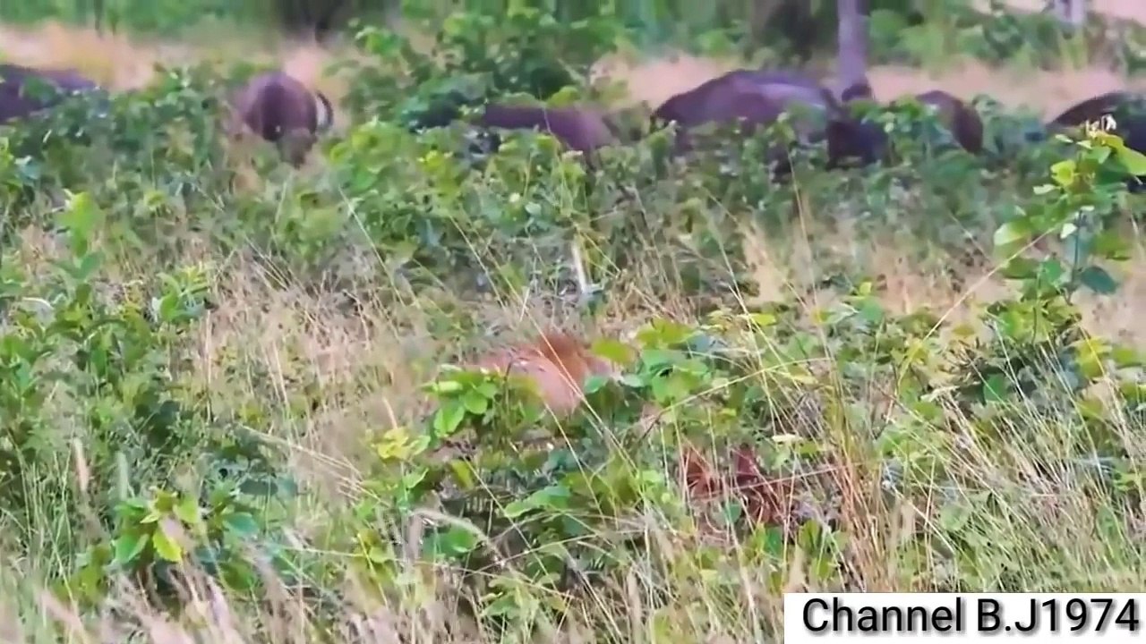 Animals defend themselves against black attacks जानवरों का हमले काले हमलों से होता है