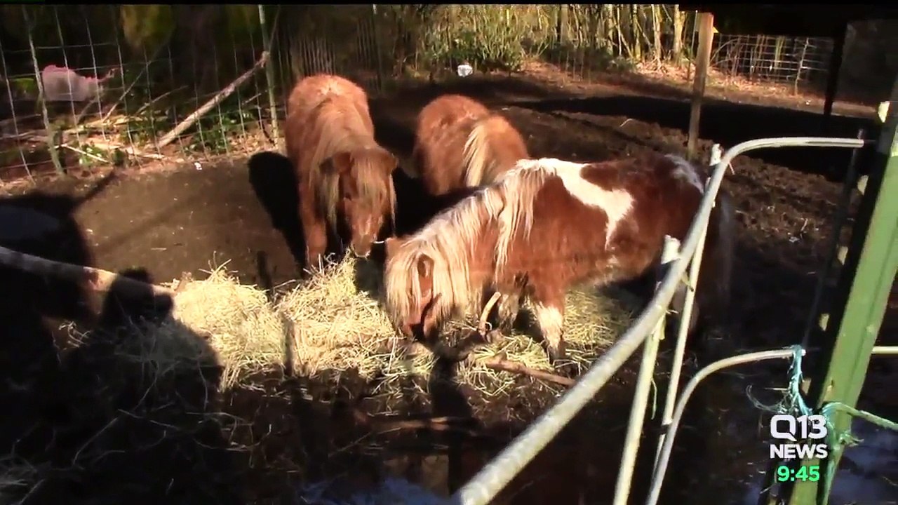 Nearly 150 Animals Rescued from Horrific Case of Animal Neglect