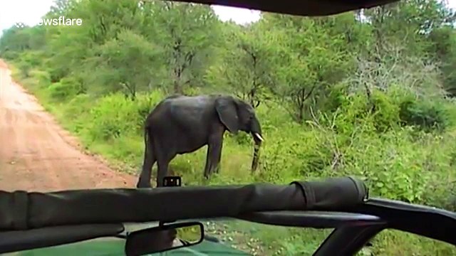 Young charging elephant bull meets his match to the amusement of tourists