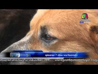 สุนัขตกรถ 7 เดือน พบเจ้าของแล้ว | ข่าวรอบวัน 19 ม.ค.59