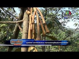 อุตรดิตถ์ อากาศแปรปรวน กระทบดอกทุเรียนร่วงผลผลิตลด  l ข่าวเปรี้ยงเที่ยงตรง l 8 ก.พ. 59