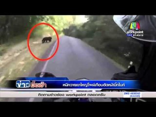 หมีควายเขาใหญ่ตัดหน้าบิ๊กไบค์ l ข่าวมื้อเช้า | 16 ก.พ. 59