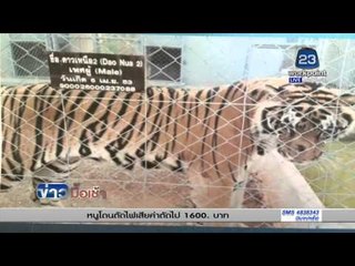 ตามรอยเท้าเสือ”วัดหลวงตามหาบัว”จ่อเจรจาย้ายเพิ่มl ข่าวมื้อเช้า 26 ก.พ. 2559