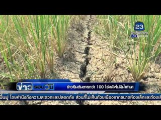 ข้าวยืนต้นตายกว่า 100 ไร่ หลังไม่มีน้ำทำนา  l ข่าวรอบวัน l 17 กพ 59