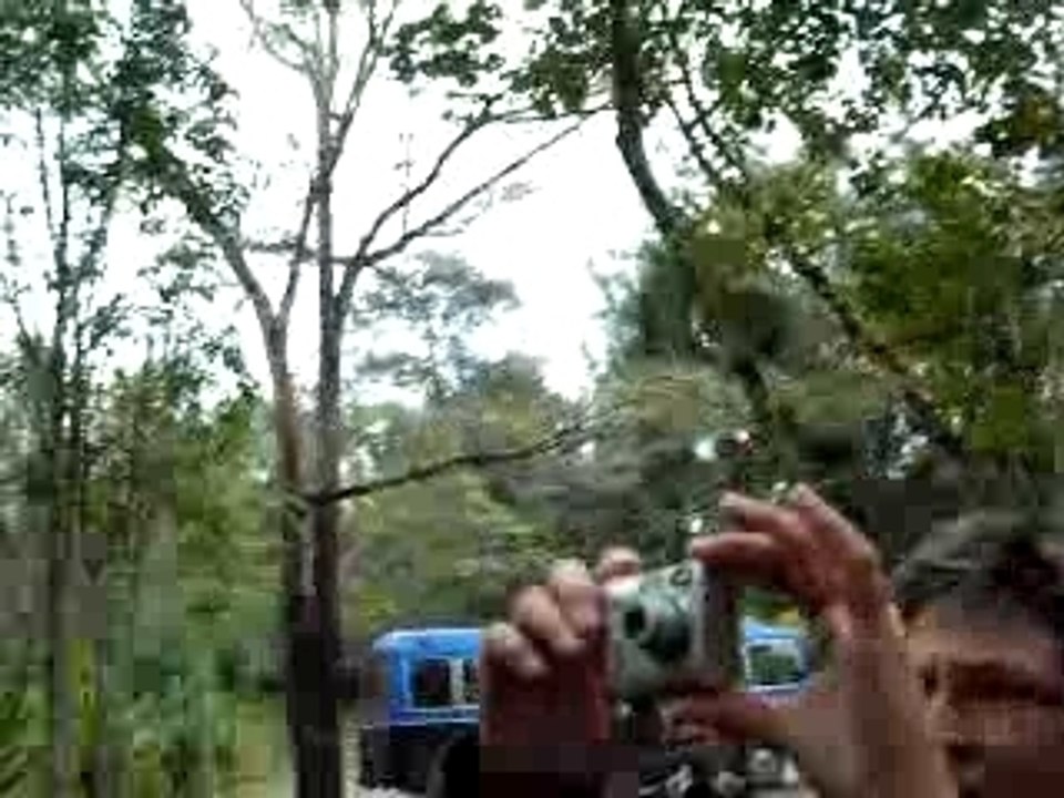 Un caméléon vert !