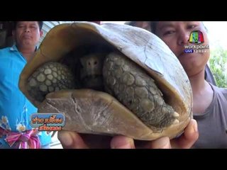 เต่าทองคำคล้ายพระสมเด็จ 9 ชั้น l ข่าวเที่ยง l 29 ก.พ.59