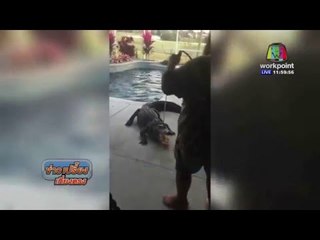 มะกันตะลึง จระเข้ลงเล่นสระว่ายน้ำในบ้าน l ข่าวมื้อเช้า l 4 มีนาคม 59