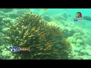 เกาะพีพี เร่งหามาตรการรับมือ ปะการังฟอกขาว | ข่าวต้นชั่วโมง | 31 มี.ค. 59