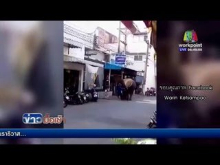 ช้างอาละวาดที่สุรินทร์  l ข่าวมื้อเช้า l 10 มี.ค.  59