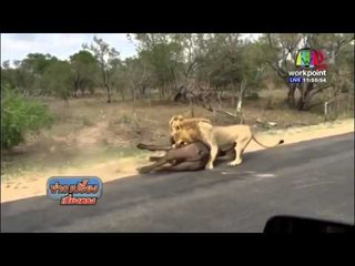 นักท่องเที่ยวลุ้นระทึก ฉากสิงโตปะทะควายป่า | ข่าวเปรี้ยงเที่ยงตรง | 9 มี ค 59