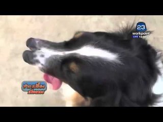 พบหมาพิการ "มีสองจมูก" ถูกเจ้าของทิ้ง l ข่าวเปรี้ยงเที่ยงตรง l 14 มี.ค. 59