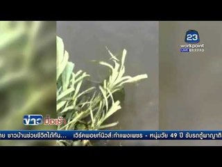 คลิปโผล่โซเชียล ผวาจระเข้โผล่ในคลองส่งน้ำสุวรรณภูมิ l ข่าวมื้อเช้า l 14 มี ค  59
